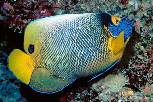 Blue Face Angelfish, Yellow Face Angel, Pomacanthus xanthometopon