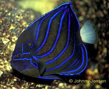 Blue Ring Angelfish Pomacanthus Annularis Tim S Tropical Fish And Aquariums,How To Make An Omelette With Cheese
