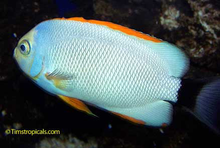 Masked Angelfish male, Genicanthus personatus