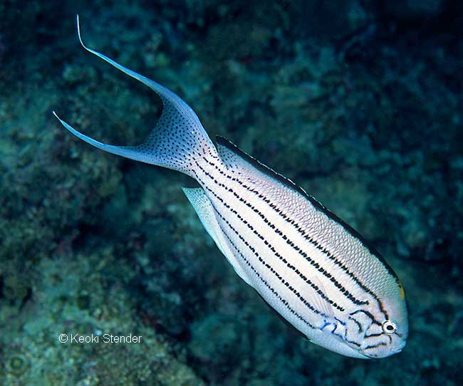 Male Blackstriped Angelfish male, Genicanthus lamarck