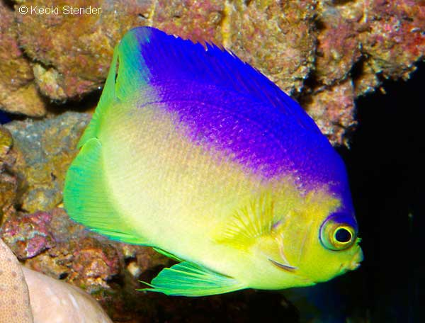 Colin's Pygmy Angelfish, Centropyge colini