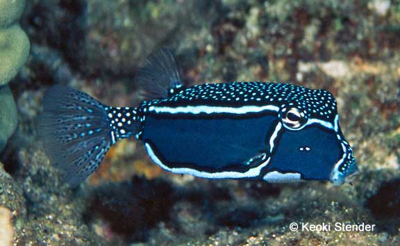Male Whitley's Boxfish, Ostracion whitleyi