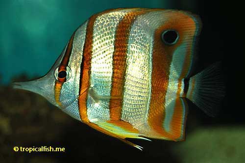 Copperband Butterflyfish, Chelmon rostratus