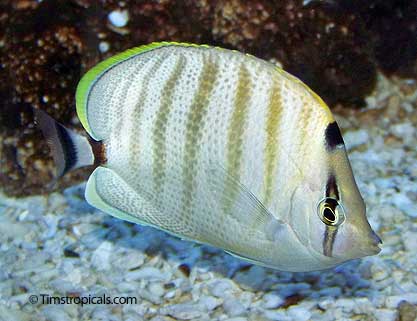 Pebbled or Multi Band Butterflyfish, Chaetodon multicinctus