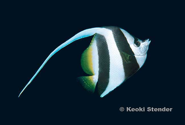 Pennant Coralfish, Longfin Bannerfish, Wimplefish, Heniochus acuminatus