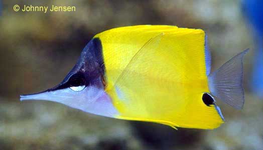Yellow Longnosed Butterflyfish, Forcipiger flavissimus