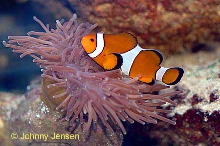 Common Clownfish, Amphiprion ocellaris