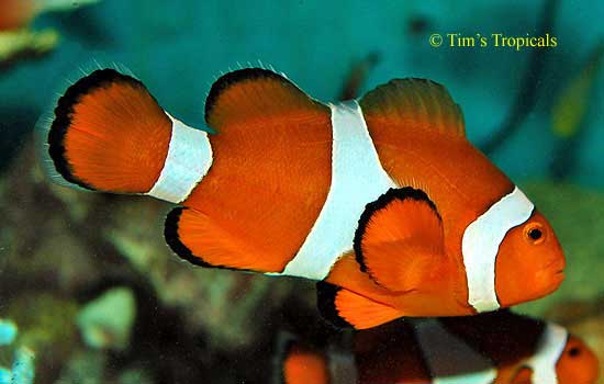 Common Clownfish, Amphiprion ocellaris