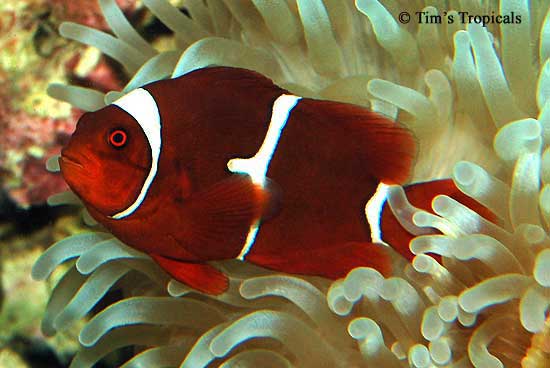Spinecheek Aneomonefish or Maroon Clownfish, Premnas biaculeatus 