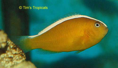 Yellow Skunk Clownfish, Amphiprion sandaracinos
