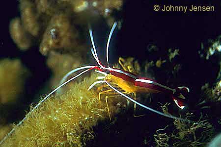 Scarlet Cleaner Shrimp, Lysmata amboinensis