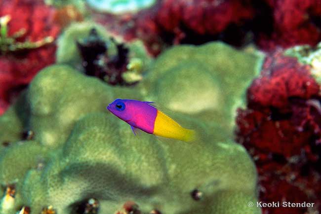 Royal Dottyback, Pictichromis paccagnellae