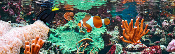 Ocellaris Clownfish Saltwater Aquarium