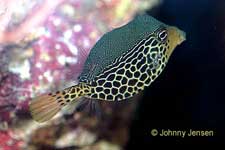Reticulate Boxfish, Ostracion solorensis