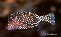 Female Spotted Boxfish, Ostracion meleagris
