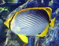 BlackBack Butterflyfish, Chaetodon melannotus
