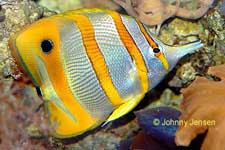 Copperband Butterflyfish, Chelmon rostratus