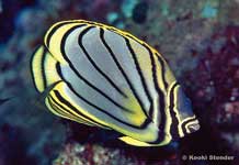 Meyer's Butterflyfish, Chaetodon meyeri