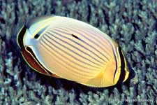 Oval Butterflyfish, Chaetodon lunulatus indo