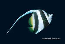 Pennant Coralfish, Longfin Bannerfish, Heniochus acuminatus