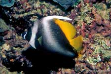 Singular Bannerfish, Heniochus singularius
