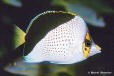 Tinker's Butterflyfish, Chaetodon tinkeri