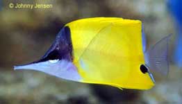 Yellow Longnosed Butterflyfish, Forcipiger flavissimus