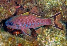 Bandfin Cardinalfish, Apogon taeniopterus