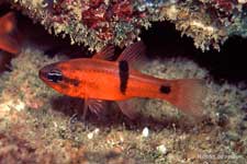 Barspot Cardinalfish, Apogon retrosella