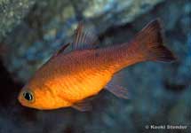 Guadalupe Cardinalfish, Apogon guadelupensis