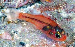 Hawaiian Ruby Cardinalfish, Apogon erythrinus