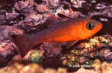 Plain Cardinalfish, Apogon atricaudus
