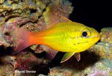 Rose Atoll Cardinalfish, Ostorhinchus leslie