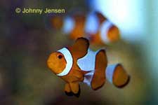 False Percula Clownfish, Amphiprion percula