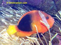 Fire Clownfish, Amphiprion melanopus