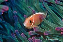Pink Anemonefish, Amphiprion perideraion
