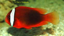 Tomato Clownfish, Amphiprion frenatus