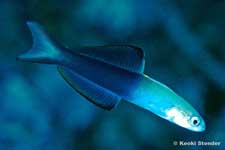 Two-Tone Dartfish, Ptereleotris evides