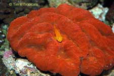 Yellow Clown Goby in red brain coral, Gobiodon okinawae