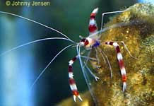 Banded Coral Shrimp, Stenopus hispidus