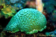 Brain Coral, Symphyllia recta