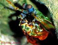 Mantis Shrimp, Odontodactylus scyallarus