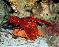 Red Lobster, Enoplometopus occidentalis