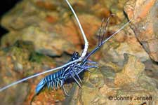 Spiny Blue Lobster, Panulirus versicolor