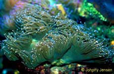 Tentacle Coral, heliofungia actiniformis