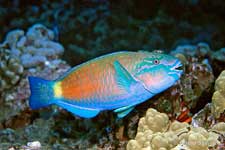 Bullethead Parrotfish, Chlorurus sordidus male