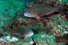 Palenose Parrotfish, Scarus psittacus female