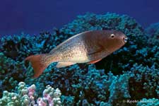 Redlip Parrotfish, Scarus rubroviolaceus female