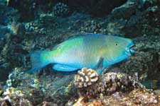 Redlip Parrotfish, Scarus rubroviolaceus male