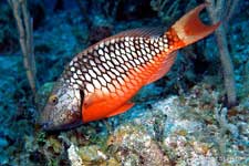 Spotlight Parrotfish, Sparisoma viride female